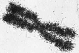 File:Dna - from nature to nanotechnology.jpg