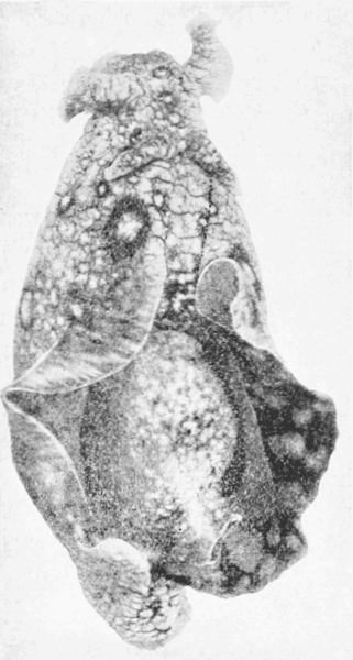 File:Biology 1904 The Sea Cat.png