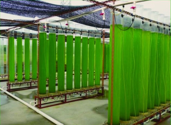 File:Biofuels - Fig. 3 Vertical tubular outdoor photobioreactors.jpg