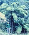 Marie with Puna tree fern.