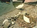 Swans nesting on path.
